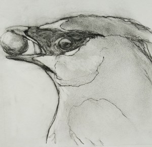 CedarWaxwingBerry_13x12.5_FrameMat_200_LynJackson